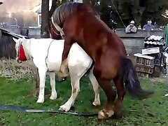 Horse sex zoo