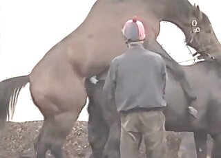 Brown stallion inserting its giant penis in an animal pussy outdoors