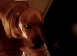 Brown dog licking penis in a hot fashion in a kinky porn video
