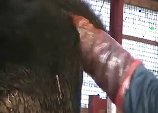 Attractive animal pussy is being exposed in a voyeur-style video