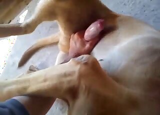 Sexy dog experiences soft touching in its nether regions on cam