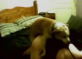 Passionate doggystyle love featuring a hot dog that fucks tight asses