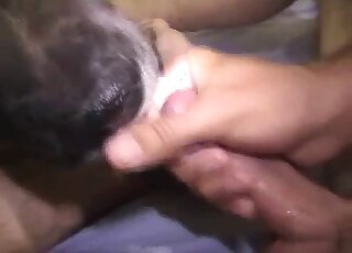 Dude whips out his massive cock to fuck a dog's vagina brutally