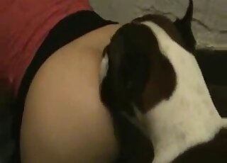 Nice licking session with a zoophile in red and a horny brown dog