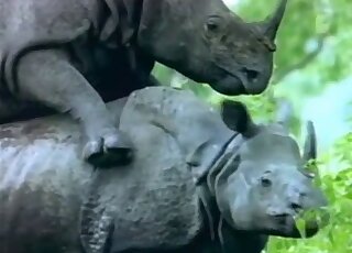 Rhino fucking experience with two twisted animals getting freaky