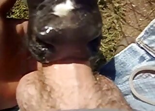 Dude uses his cock to fuck an animal's mouth in a POV porn video