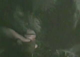 Dude's nice cock slides inside of this black animal's huge cunt