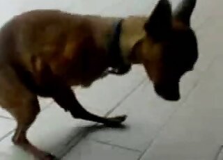 Autofellatio bestiality porn featuring a small dog that sucks hard