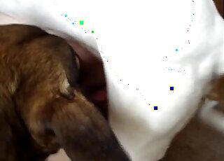 White dog guides its penis in a zoophile's tight hole from behind