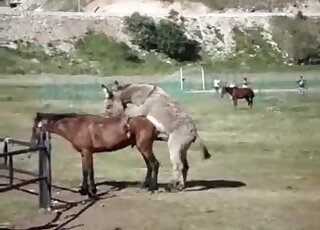 Brown mare getting fucked by a really attractive animal outdoors