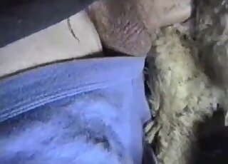 Dude in a black shirt is inserting his penis in a furry vagina here