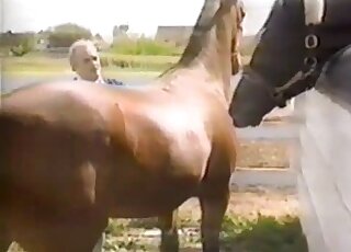 Horny stallion getting jerked off by a curly-haired zoophile dude