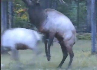 Deer fucking movie with sexy leggy animals banging with passion