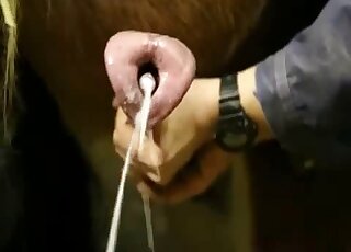 Seasoned zoophile dude jerking a beast's dick to the fucking limit