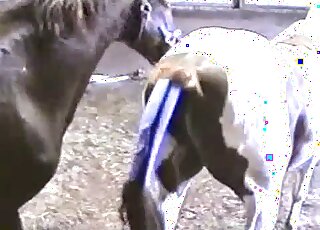 Amateur folks give a close-up of two horny horses while fucking