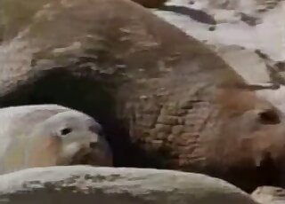 Passionate copulation between seals at a beach caught on camera