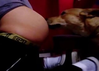 Amateur dude bends over for passionate rimjob from horny dog