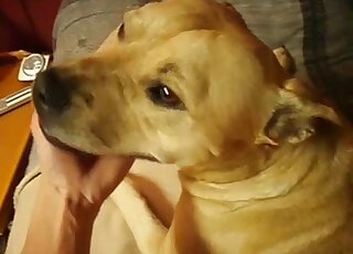 POV calm Pit Bull lets master bang his ass before giving him a blowjob