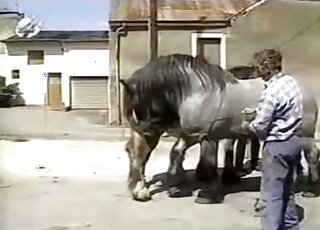 PMV zoo compilation - Aroused horses are shown having sex in nature