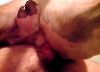 Animal dick goes deep into the hairy ass of a horny zoophiliac