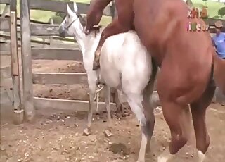 Camera is filming zoo sex on a farm between two horny horses