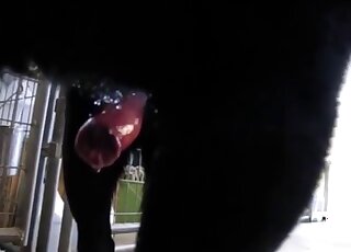 قضيب الكلب المنتصب بالكامل يقذف السائل المنوي الدافئ - صور إباحية لهواة حديقة الحيوان