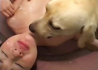 Blindfolded babe got her hairy twat licked by black Labrador