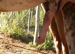 Amateur zoo porn - Close-up on a giant horse dick and mare pussy