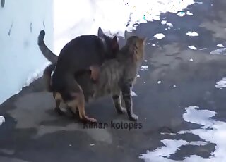 Animal porn - Aroused Chihuahua tries to bang a lazy cat