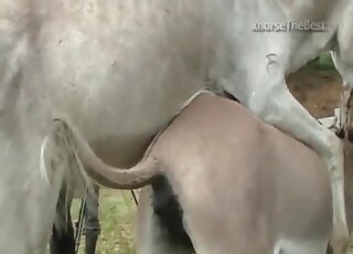 Amateur camera caught the copulation seance between donkeys in heat