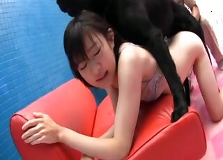 Big black Labrador provides zoo sex pleasure to Asian girl