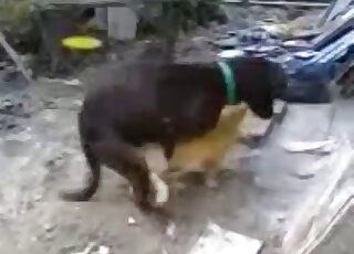 Black dog fucks a smaller animal in cat vs dog porn movie set outdoors
