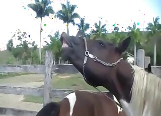 Awesome sex scene showing a stallion fuckcing a mare from behind