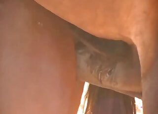 Zoophilia porn lover watches stallion roughly fucking his female