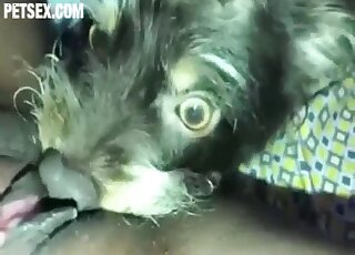 Small puppy licks ebony woman's cunt when she's masturbating on cam