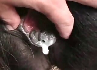 Close-up zoo porn where nasty dude is busy playing with pussy of a horse