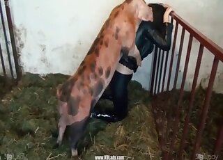 Pig humps clothed brunette woman in amateur zoo perversions