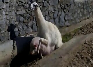 Male Lama fucks tight pig in the ass while the guy filming it