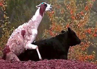 Crazy zoophilia scenes when a male Lama tries to fuck a cow