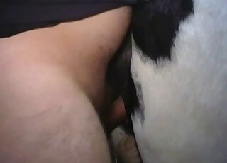 Horny male tries the wet horse vagina with the fingers before fucking it