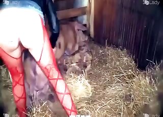 Bitch in red stockings goes full mode on pig's tasty dong