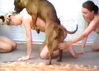 Bestiality get-together with the closest allies that fuck dogs