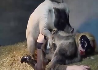 Black stockings chick is going to get rammed by a sexy pig here