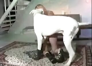 Massive white dog hammers wet twat of a blond chick from behind