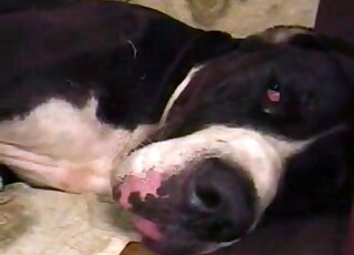 Mature zoophile couple takes part in a hot fucking scene with a dog