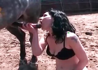 Brunette grabs the stallion by its dick and we enjoy hot oral