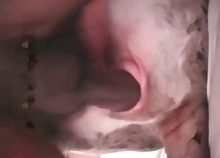 رجل يمارس الجنس مع كلبه الضخم في غرفة النوم في فيديو جنسي