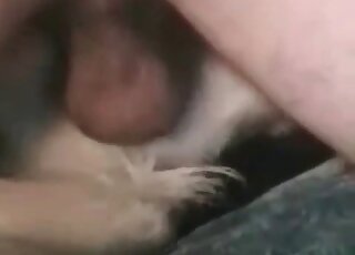 Perverted zoophile dude goes wild and fucks his dog indoors