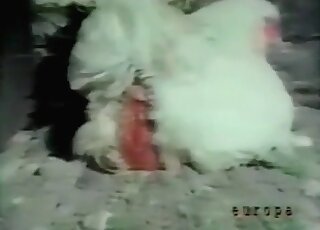 Perverted bitch sucks a dude’s cock after he fucks a chicken
