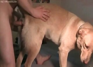 Submissive dog endures a massive throbbing cock of a horny pervert